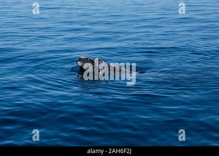 Südkaper (Eubalaena australis) aus dem Wasser auf die Halbinsel Valdes Stockfoto
