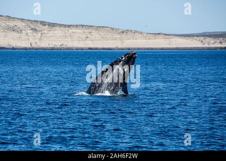 Südkaper (Eubalaena australis) aus, damit die Wasser auf die Halbinsel Valdes Stockfoto