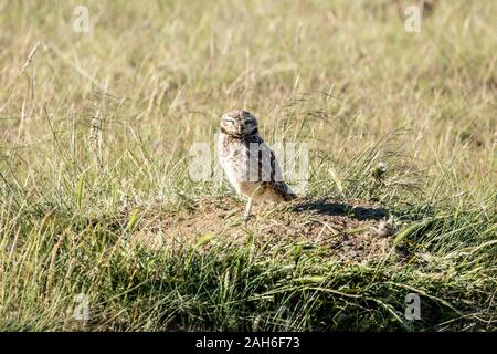 Grabende Eule (Athene cunicularia) im Peninsula Valdes Stockfoto