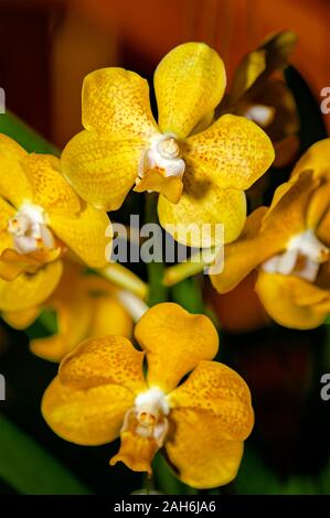Exotische Orchidee. Nahaufnahme der glänzend goldgelben Blütenblätter Orchidee mit roten Punkten und Venen, auf verschwommem orangefarbenem Hintergrund. Stockfoto