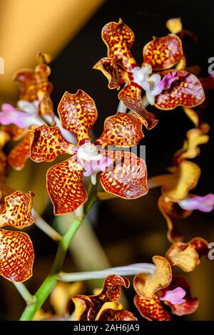 Bunte Exotische Orchidee. Nahaufnahme von glänzenden goldgelben Kronblättern Orchidee mit roten Flecken auf verschwommener orangefarbener Hintergrundfarbe. Stockfoto