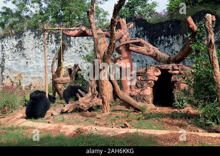 Schwarzer Bär im Zoo. Lustiger Bär spazieren im Zoo. Nandankanan Zoologischer Park. Stockfoto