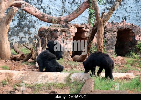 Schwarzer Bär im Zoo. Lustiger Bär spazieren im Zoo. Nandankanan Zoologischer Park. Stockfoto