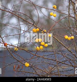 Unharvested Äpfel im Herbst nach dem Regen Stockfoto