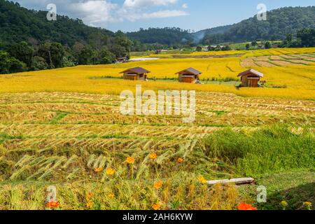 Nach der Ernte von Reis Terrassen in sonniger Tag mit drei Holzhütten in ländlichen in Chiangmai, Thailand Stockfoto