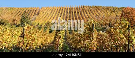 Ein Weinberg im Herbst Stockfoto