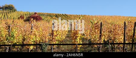 Ein Weinberg im Herbst Stockfoto