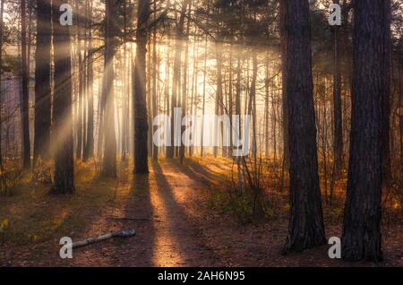 Wald. Herbst. Ein angenehmer Spaziergang durch den Wald, in einem Herbst Outfit gekleidet. Die Sonne spielt auf den Zweigen der Bäume und durchdringt das gesamte Vorderteil Stockfoto