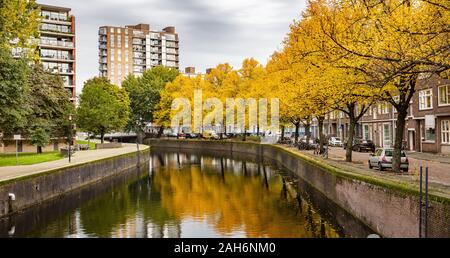 Herbst Herbst Jahreszeit in Europa. Gelb Blatt / Laublatt Ahornbäumen, Reflexionen in den Fluss Kanal Wasser, Rotterdam, Niederlande in einem bewölkten Tag Stockfoto