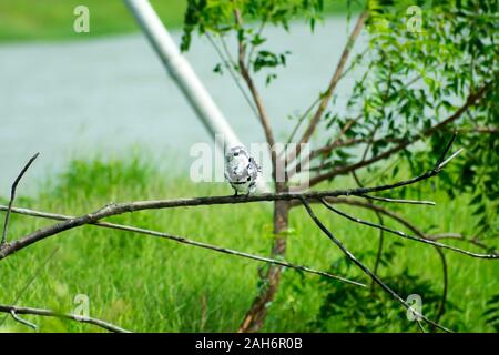 Pied kingfisher Wasser Vogel (Ceryle rudis) mit Weiß schwarzes Gefieder Crest und großen Schnabel auf Ast im Küstenbereich hocken Schweben für c entdeckt Stockfoto