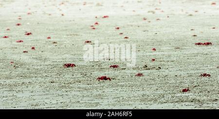 Viele Christmas Island Red Crab (Gecarcoidea natalis), ein Land Brachyura Krebse oder Rot crazy ant Schalentiere Gecarcinidae Arten, die endemisch ist, Christm Stockfoto