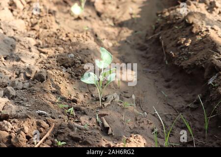 Organische Kohl (Werk) wachsenden einfachen ländlichen Indien. Anlage collard einfach in der Landschaft. Kohl Plantagen im Bereich wachsen Stockfoto