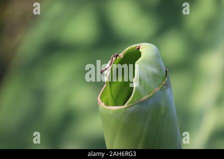 Tropical banana palm leaf Textur grünen Hintergrund. Große grüne Banane geht in Asien (Indien) Stockfoto