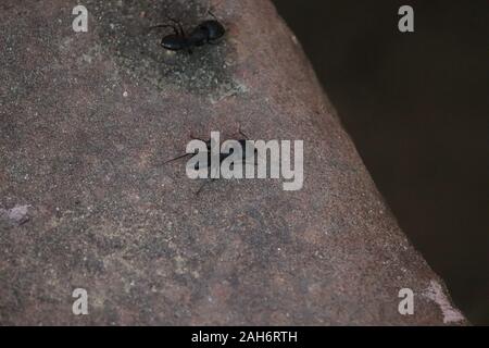 Big Tischler Ameisen im Nest, ant Arbeiter in der Kolonie, Marokko. Gemeinsame schwarz (big) Ant oder schwarz Garten ant Stockfoto