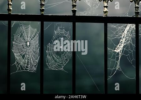 Halloween, Horror, Spannung. Moonlight. Spinnennetz mit Tautropfen auf dem Zaun von einem Friedhof oder Grab. Stockfoto