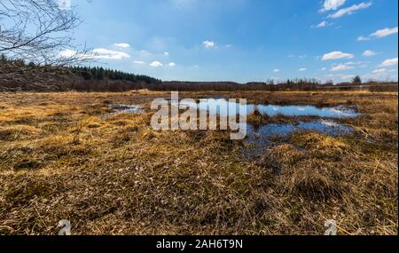 Typische Teich in das Hohe Venn. Stockfoto