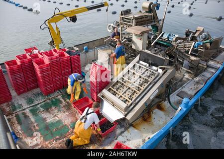 Fischer Reinigung mussel Säcke auf eine industrielle Maschine im Dock von Bruinisse, Niederlande Stockfoto