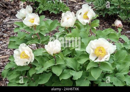 Weiße Pfingstrose Mlokosewitschii Paeonia daurica 'Mlokosewitschii' Stockfoto