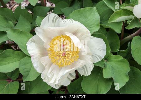 Weiße Pfingstrose mlokosewitschii Paeonia daurica Stockfoto