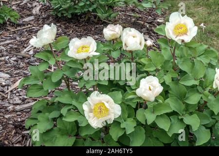 Paeonia Mlokosewitschii blüht Molly die Hexe, Pfingstrose Stockfoto