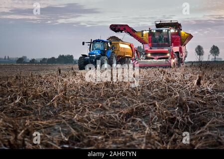 Kartoffelroder und laden Trolley auf einem Feld, Tholen die Niederlande Stockfoto