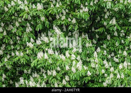 Rosskastanienblüte Aesculus hippocastanum weißer grüner Hintergrund Stockfoto