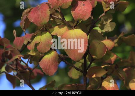 Kansas Buntes Herbstlaub Schuß closeup auf Ästen, die Natur der Malerei. Stockfoto