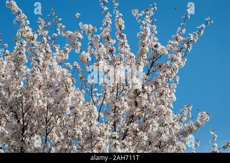 Isolierte kirsche Blüte und Bienen im Frühjahr London, Großbritannien Stockfoto