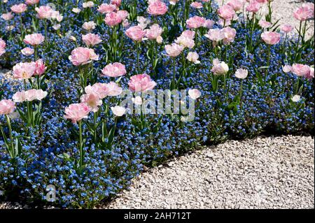 Rosa foxtrot Tulpen und blaue forget me nots Anordnung, Blumenkasten blühen im Frühling Blick auf den Mix aus Blumen in den Ziergarten Detail in Polen Stockfoto