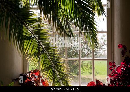 Großen Palmen im alten Holz- Fenster, üppige Blumen und Pflanzen im Sonnenlicht, das durch die schönen Fenster, sonniger Tag, niemand, horizontal, RM. Stockfoto