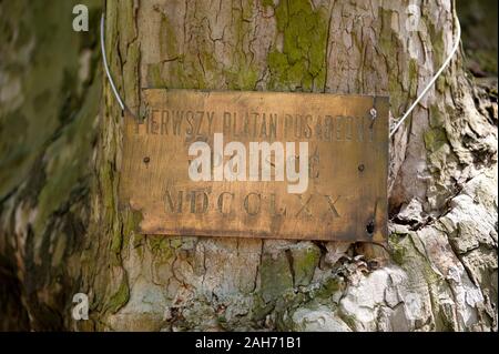 Platanus acerifolia Plakette auf Baum im ornamentalen barocken Garten neben Radziwiłł's Palace in Nieborów in Polen, Europa, erste Platane gepflanzt. Stockfoto