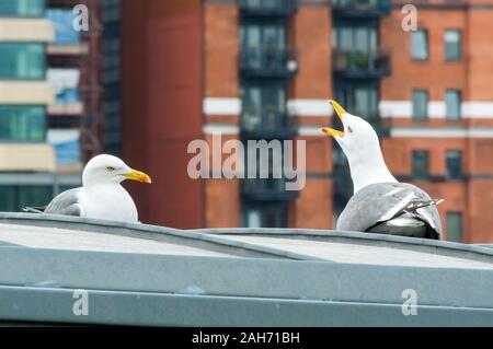 Zwei Möwen auf dem Behälter, Nahaufnahme. London, Großbritannien Stockfoto