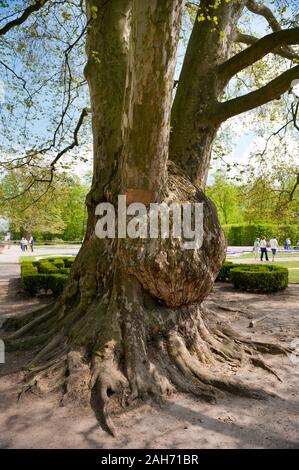 Platanus acerifolia riesigen alten Baum in der ornamentalen barocken Garten neben Radziwiłł's Palace in Nieborów in Polen, Europa, erste Flugzeug Baum hier. Stockfoto