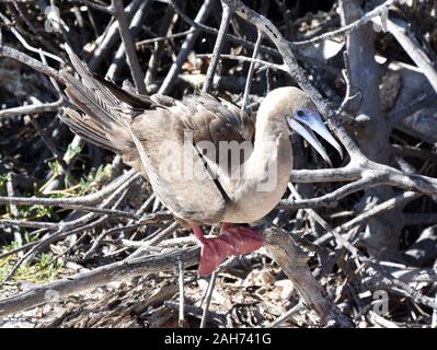 Die seabird red-footed Booby sula Sula sitzen auf einem Ast Stockfoto