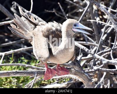 Die seabird red-footed Booby sula Sula sitzen auf einem Ast Stockfoto