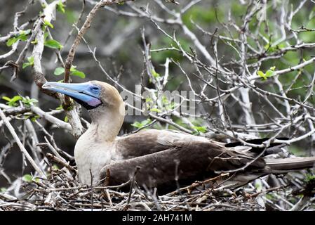 Die seabird red-footed booby Sula sula Festlegung auf einem Nest Stockfoto