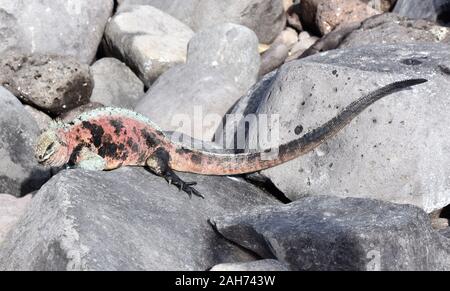 Männliche Marine iguana Amblyrhynchus cristatus in Grün und Rot die Farben während der Brutzeit Stockfoto