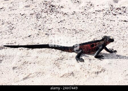 Marine iguana Amblyrhynchus cristatus zu Fuß am Sandstrand Stockfoto