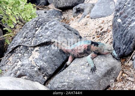 Männliche Marine iguana Amblyrhynchus cristatus in Grün und Rot die Farben während der Brutzeit Stockfoto