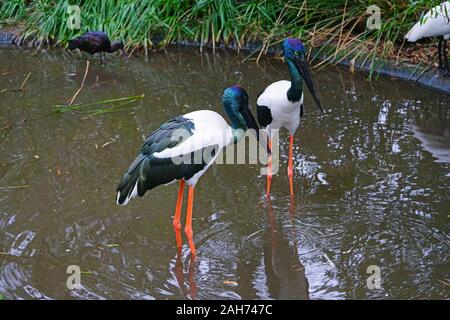 Ansicht eines Jabiru black-necked Stork Vogel in Australien Stockfoto