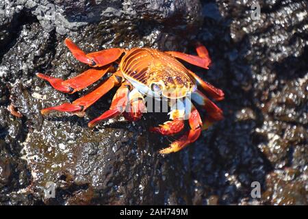 Nahaufnahme auf Orangefarbene sally lightfoot crab Grapsus grapsus auf einem Felsen Stockfoto