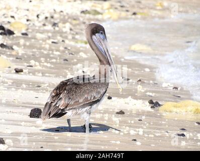 Brauner Pelikan, Pelecanus occidentalis, stehend auf einem Sandstrand Stockfoto