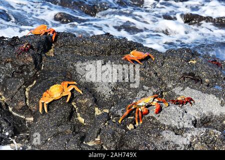 Sally Lightfoot Krabben Grapsus grapsus auf Felsen am Meer Stockfoto