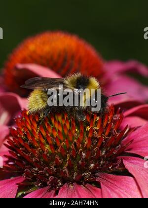 Hummel auf rosa Echinacea coneflower Stockfoto