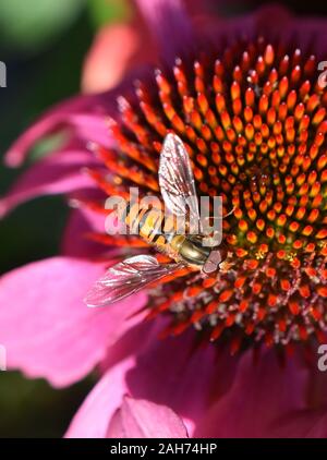 Die Hoverfly Episyrphus balteatus sitzen in einem coneflower Stockfoto