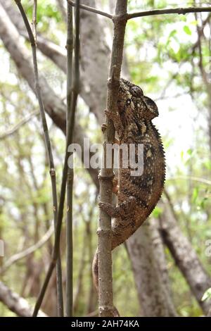 Der madagassischen riesigen Oustalets Chamäleon Furcifer oustaleti in einem Wald Stockfoto