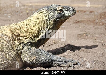 Close-up auf dem Gesicht eines Komodo Dragon Varanus komodoensis Stockfoto