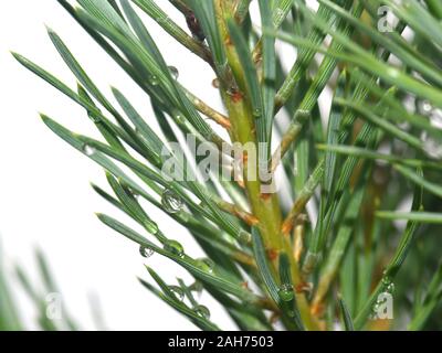 Nahaufnahme auf die Nadeln auf einer Kiefer Pinus sylvestris mit Tropfen von Wasser nach dem Regen Stockfoto