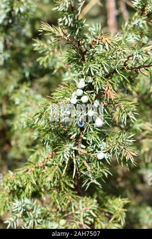 Close-up über die Zweigniederlassungen von gemeinsamen Wacholder Juniperus communis Stockfoto