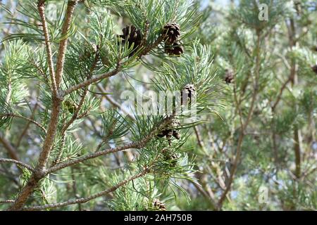 Nahaufnahme auf pine Zweige Picea abies mit braunen Kegel Stockfoto